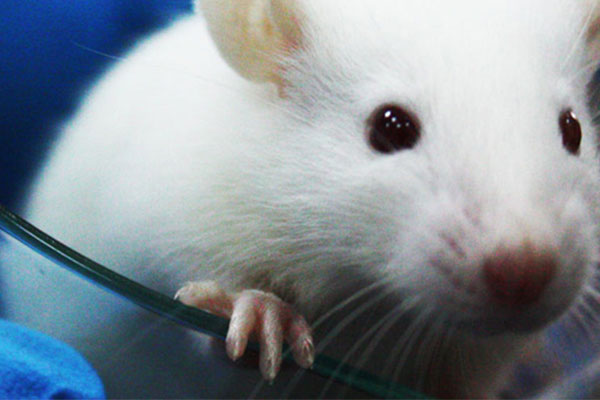 Laboratory Animal Research Center (LARC) website